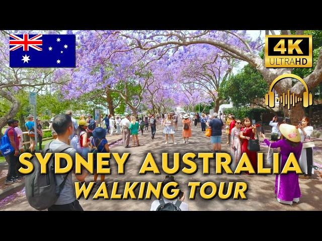 WALKING AROUND SYDNEY AUSTRALIA | Milsons Point to Crows Nest | 4K UHD Video Walk | Binaural Audio