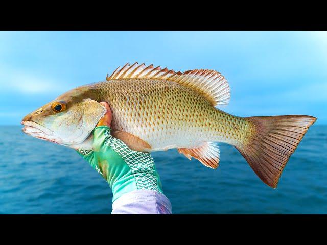 How to Catch More Mangrove Snapper!