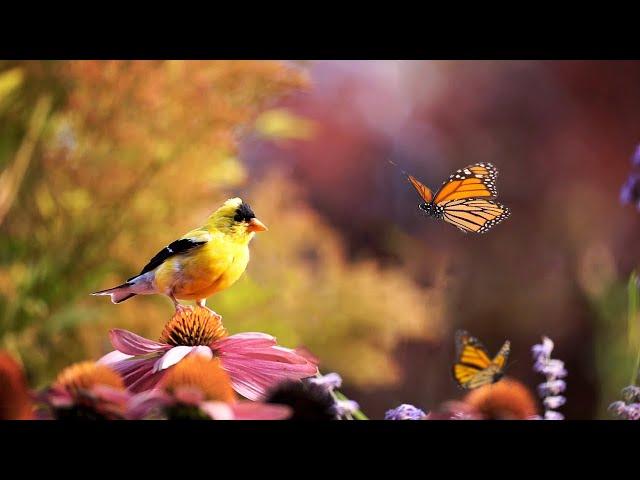 The Relaxing Summer Garden: Butterflies, Birds, Flowers and Birdsongs - TV for Cats and People