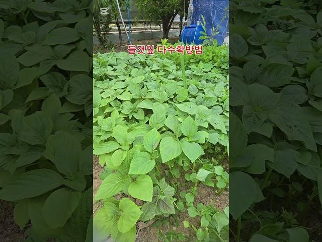 들깻잎 다수확 방빕#들깨#들깨잎 볶음 #농사 #garden #자연농원 #주말농사 #gardening #귀촌생활 #김치 #산골 #산나물