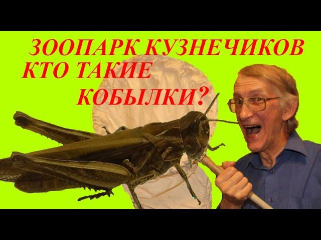 Зоопарк Кузнечиков и Кобылок. Вам Интересно? Кобылки - Кто Это? Школа Энтомолога.