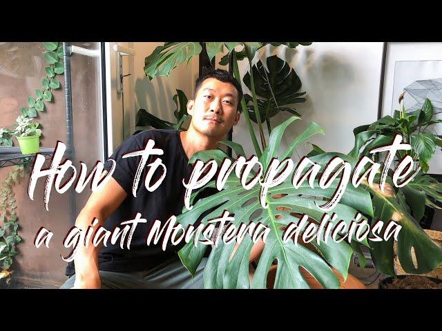 Propagating a giant monstera deliciosa with air layering.