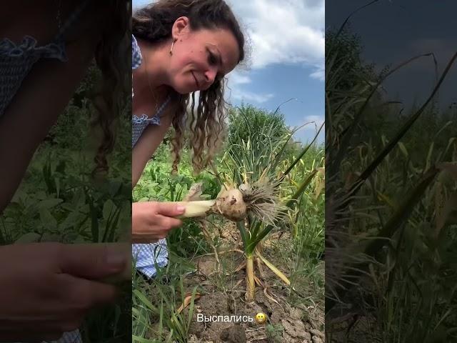 Наша сельская жизнь на Кубани #garden #gardenlife #дача #огород #shorts