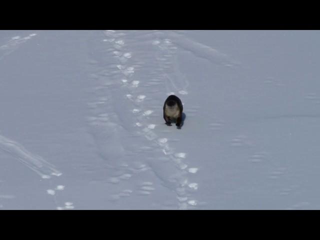 River Otter Sliding on Snow!