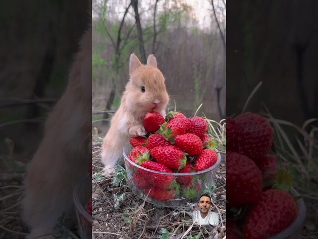 #bunny #petrabbit #rabbit #animals #cute #pets #funnypets #petparadise #viralvideo #bestpetvideos