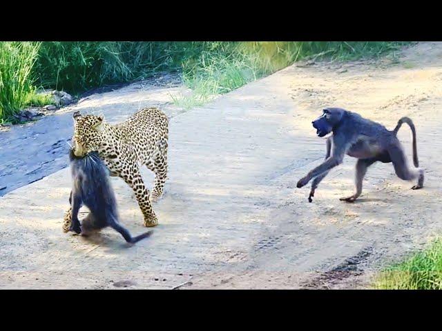 Leopard Pulls Off Perfect Ambush on Baboon - But they Fight Back