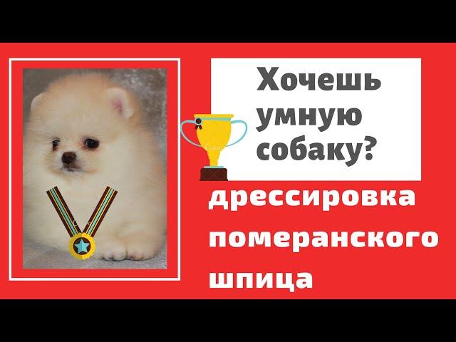 Дрессировка щенка шпица