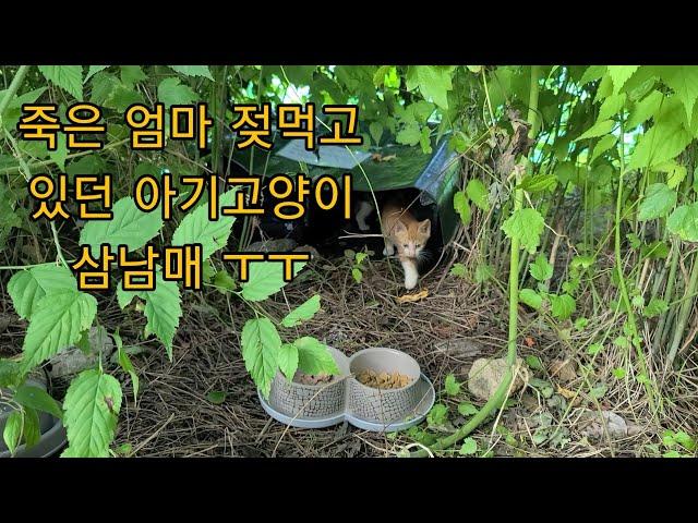 죽은 엄마고양이 젖을 먹고 있었다는 아기고양이 삼남매 