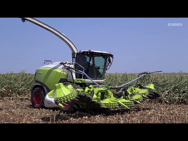 New CLAAS ORBIS 900 Head Battles Down Corn