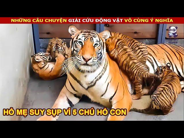 Hổ Mẹ sinh ra 5 chú hổ con vừa phải làm cha và mẹ khiến nó bất lực || Review Con Người Và Cuộc Sống