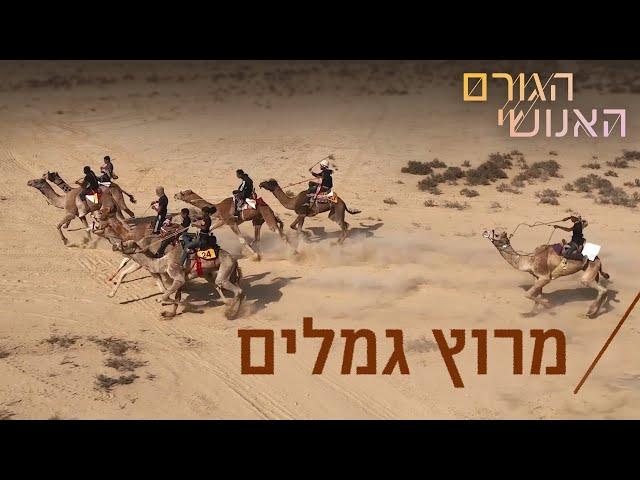 ברוכים הבאים למרוץ הגמלים החוקי הראשון בישראל 