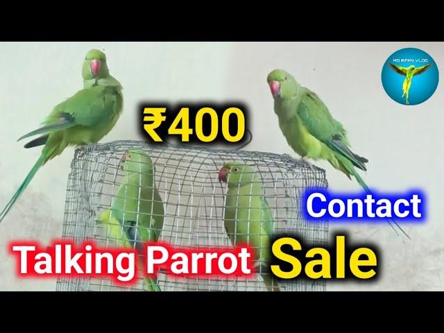 Talking Parrot Sale | Ringneck Parrot | Online Parrot Sale #parrots