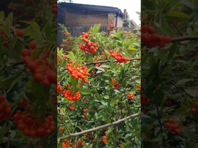 Pyracantha coccinea. (Scarlett Firethorn)