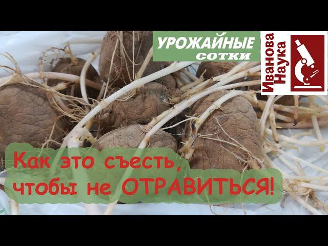 Даже такой картофель будет вкусным!