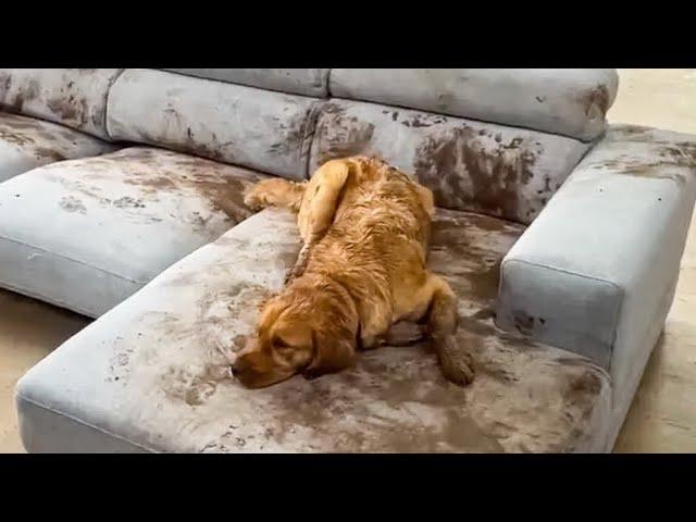  Dogs keep order!  Funny video with dogs, cats and kittens! 