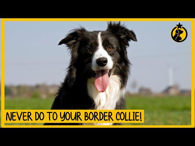 5 Things You Must Never Do to Your Border Collie