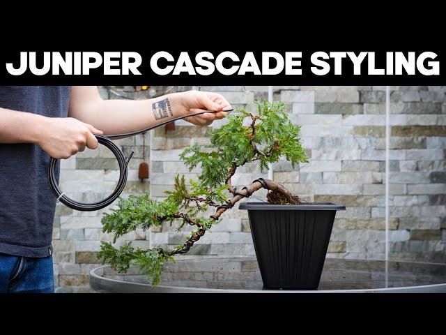 Styling a Juniper Cascade Bonsai  How to Easily Create Pads