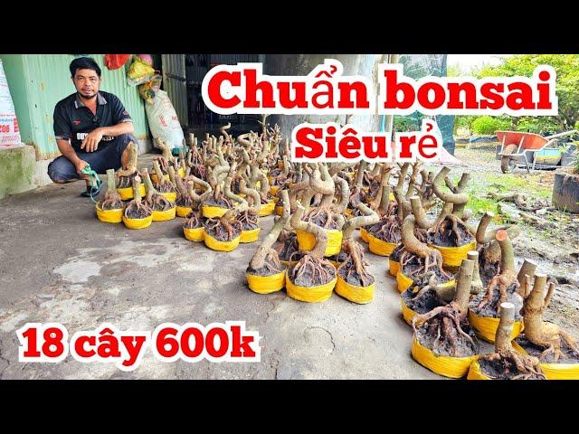 A Duy  0384834321 phôi mai chuẩn bonsai 8/11 Chợ Gạo miền tây tôi yêu ltk bonsai (@MaivàngQuêdừa)