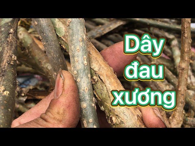 Dây đau xương-cây thuốc quý chữa đau nhức xương khớp có thể bạn chưa biết