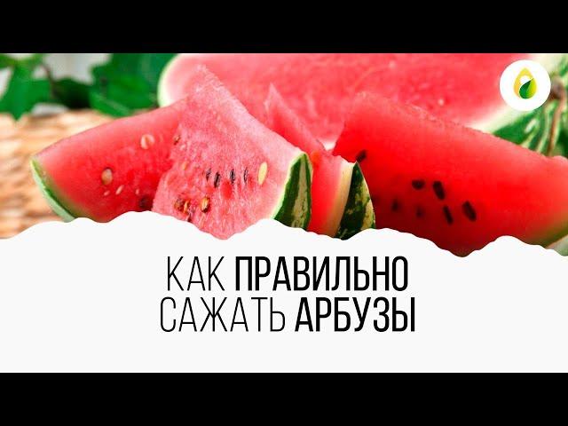 Как правильно сажать арбузы? 