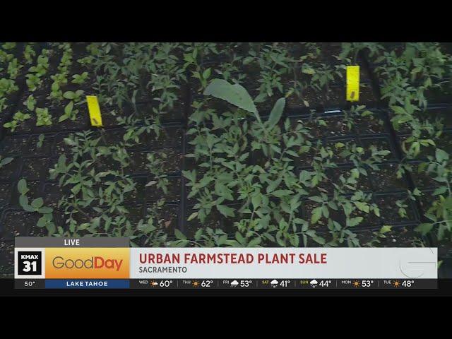 Urban Farmstead Plant Sale, 7am