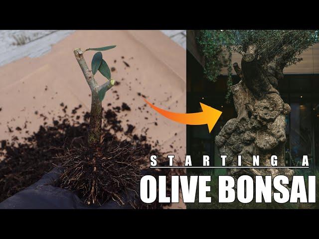 Someone Gave Me an Olive Tree - So I Turned It into a Bonsai