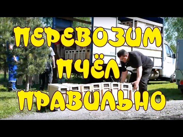 ПЕРЕВОЗИМ ПЧЁЛ ПРАВИЛЬНО