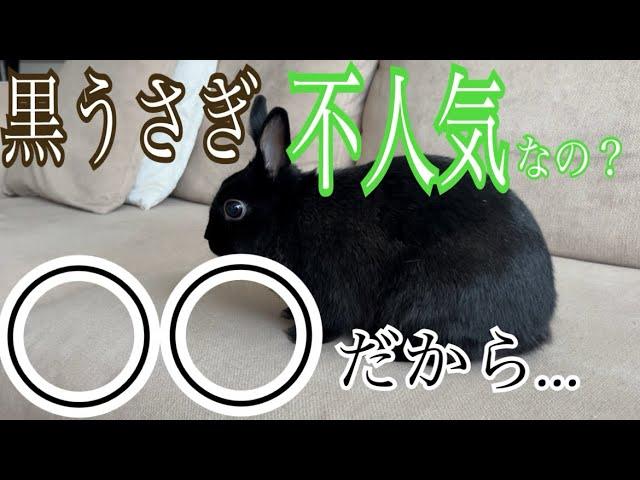 黒いうさぎは人気がないって本当？？その理由は…