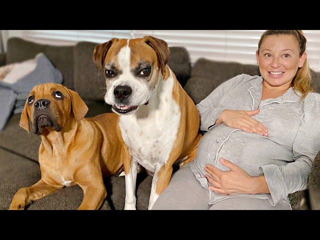 Dogs Protect Baby Bump [Do dogs know when you're pregnant?!]