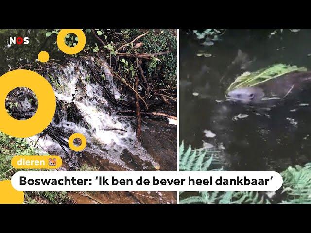 Bever redt natuurgebied met zijn dam