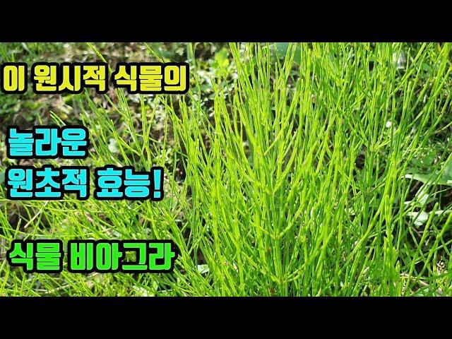 쇠뜨기-만병을 치료하는 놀라운 약초-지금 들판에 나가면 바로 채취할 수 있다