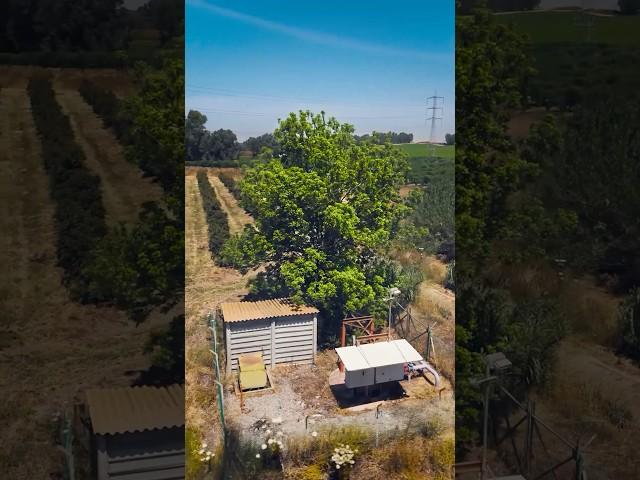 Somewhere in the fields of Sharon, Israel | Vivaldi – Concerto for Mandolin and Strings in D major