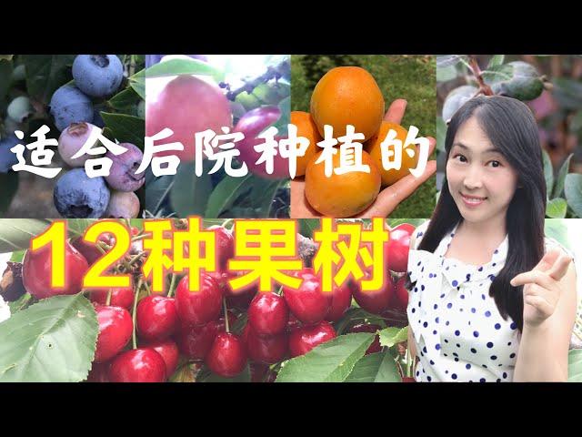 【种植28】12种适合在后院种植的果树/水果，果树种植tips| 12 kinds of fruit trees I planted in backyard