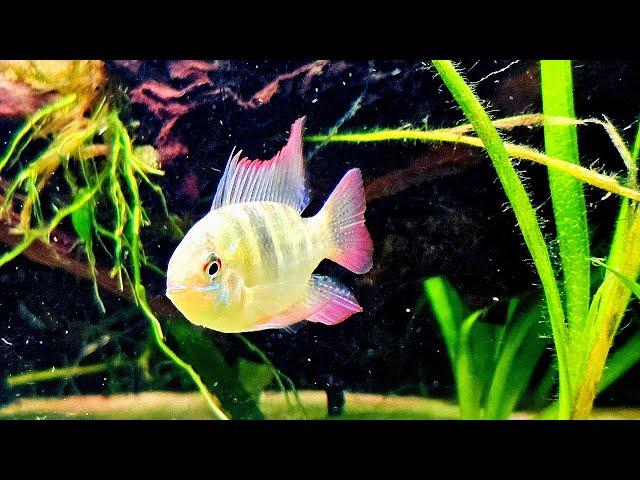 German Blue Ram Aquarium Live Stream ~ Relaxing Community Fish Tank with Water Sounds