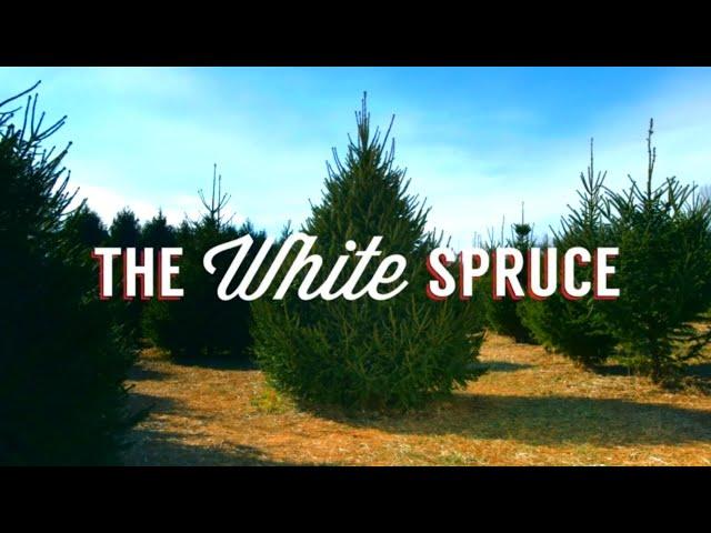 The White Spruce