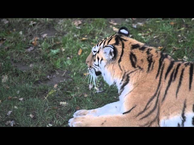 Yorkshire Wildlife Park   Tschuna Video 1