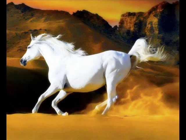 EL CORRIDO DEL CABALLO BLANCO  Jose Alfredo Jiménez