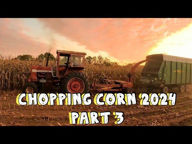 Chopping Corn on our Small Dairy Farm 2024/Part 3