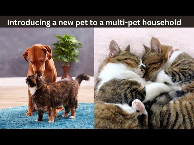 Pawsitive Vibes Only: How to Introduce a New Pet to Your Furry Family Without the Drama