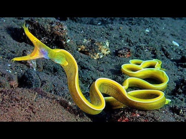 10 Amazing Sea Creatures You've Never Seen Before