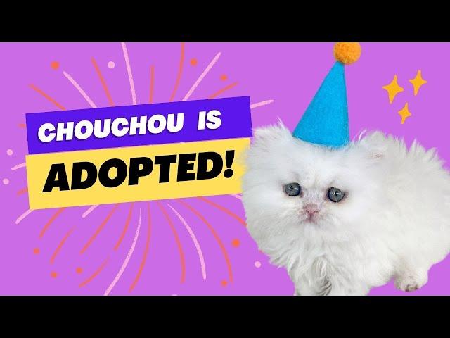 Chouchou is ADOPTED!