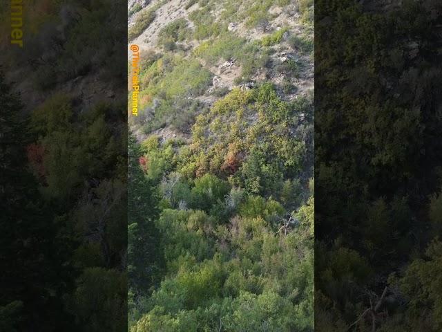 Bigfoot vs Drone: Did Sasquatch Throw Something at my Drone?