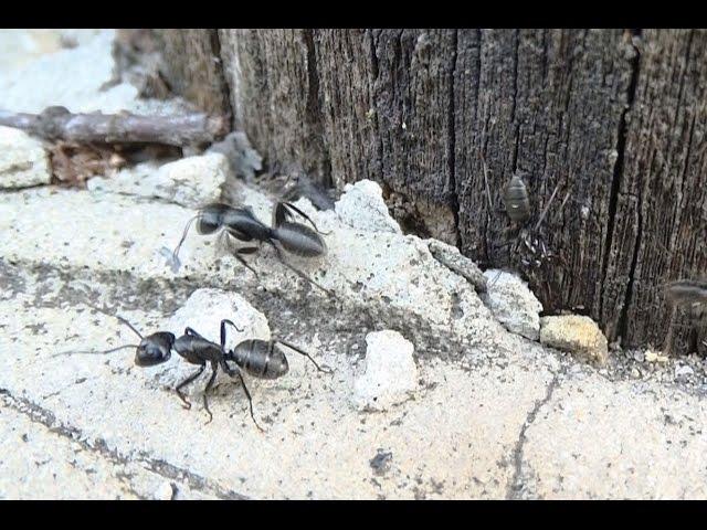 Чёрный муравей-древоточец. ( Camponotus vagus )