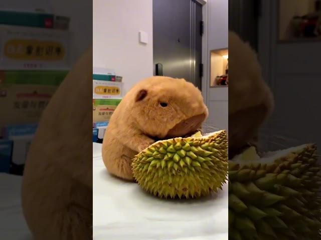 The Greedy Capybara Eats Anything You Give Her！Part 2！ #cute #funnyanimals #capybara #funnytoys