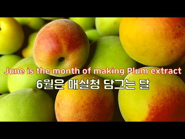 Korean Plum extract(Maesilcheong) l 황매실청 담그는 시기와 만드는 법부터 보관까지