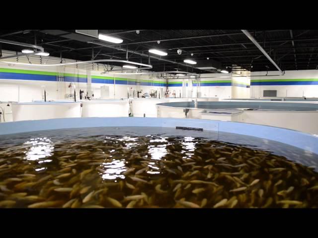 Pentair Aquatic Eco-Systems Business Overview