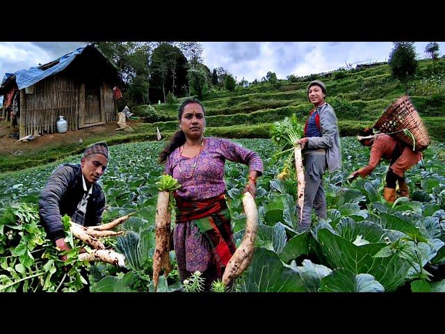 Wonderful Farming Life Of Mountain Village Nepal || Harvesting Radish || Countryside Life of Nepal