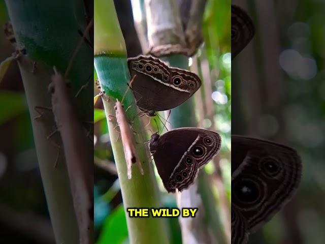 "See the Stunning Saint Francis' Satyr Butterfly Like Never Before!"