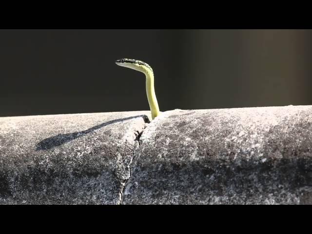 Amazing cute snake  (Chrysopelea paradisi) Amusing animal