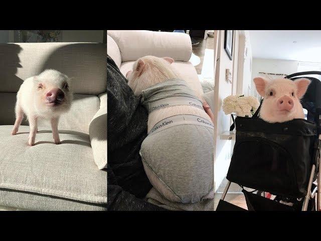 Funny Pig  | Mini Pig | Cute Pig Videos Compilation #3 – Cute Animals No.1